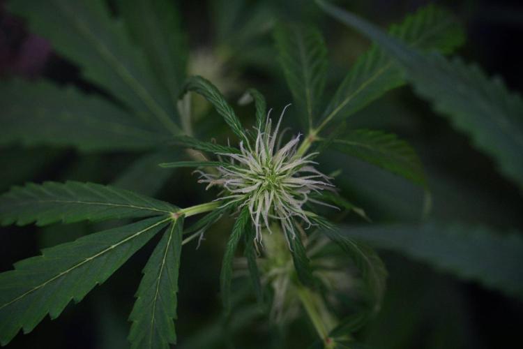 Amnesia Haze Auto by Zamnesia Pheno B. Week 8 - Amnesia Haze Auto  Pheno B 
