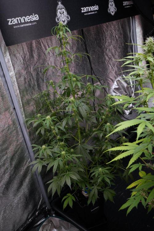 Amnesia Haze Auto by Zamnesia Pheno B. Week 8 - Amnesia Haze Auto  Pheno B 