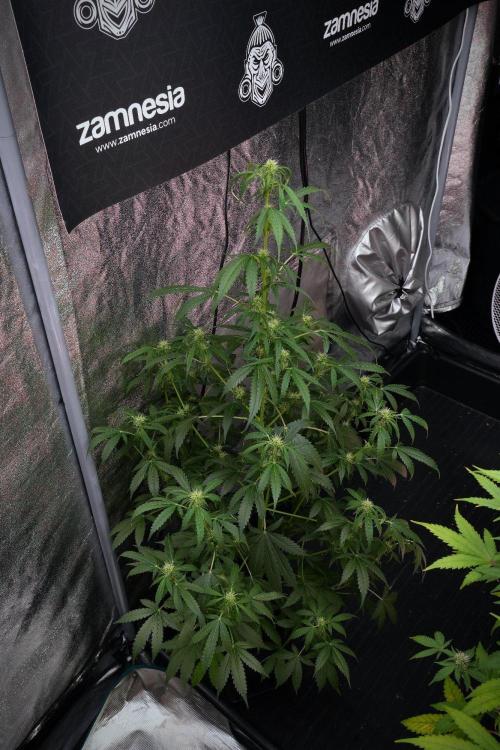 Amnesia Haze Auto by Zamnesia Pheno B. Week 8 - Amnesia Haze Auto  Pheno B 