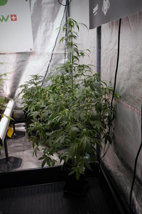 Amnesia Haze Auto by Zamnesia Pheno B. Week 8 - Amnesia Haze Auto  Pheno B 