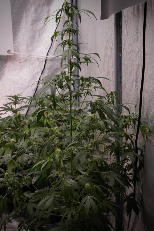 Amnesia Haze Auto by Zamnesia Pheno B. Week 8 - Amnesia Haze Auto  Pheno B 