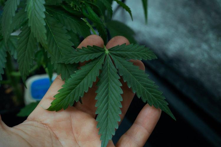 Amnesia Haze Auto by Zamnesia Pheno B. Week 8 - Amnesia Haze Auto  Pheno B 