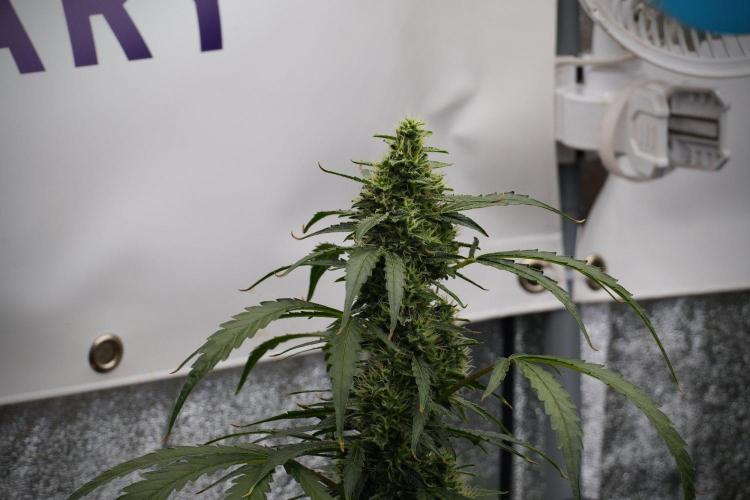 Black Diamond Auto By Zamnesia Pheno A. Week 8 - Black Diamont Auto  Pheno A