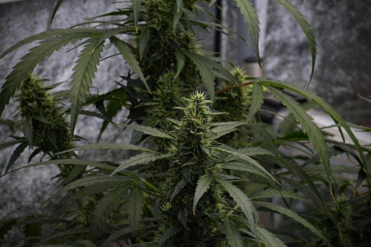 Black Diamond Auto By Zamnesia Pheno A. Week 8 - Black Diamont Auto  Pheno A