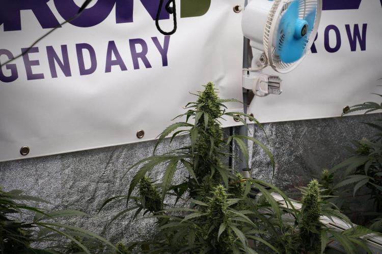 Black Diamond Auto By Zamnesia Pheno A. Week 8 - Black Diamont Auto  Pheno A