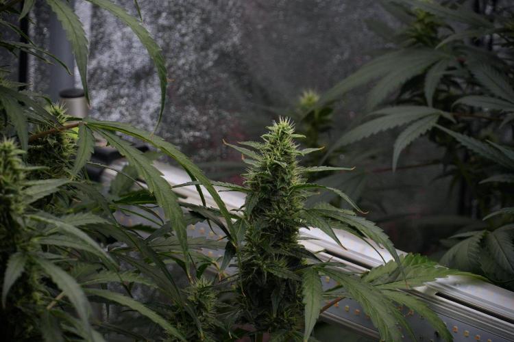 Black Diamond Auto By Zamnesia Pheno A. Week 8 - Black Diamont Auto  Pheno A
