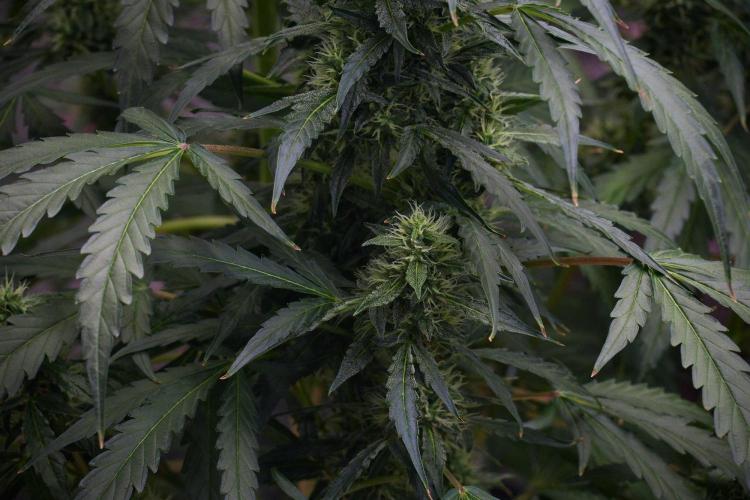 Black Diamond Auto By Zamnesia Pheno A. Week 8 - Black Diamont Auto  Pheno A