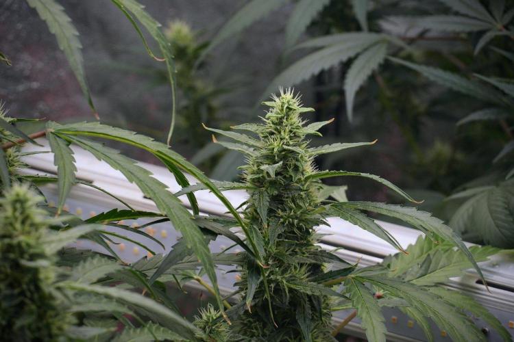 Black Diamond Auto By Zamnesia Pheno A. Week 8 - Black Diamont Auto  Pheno A