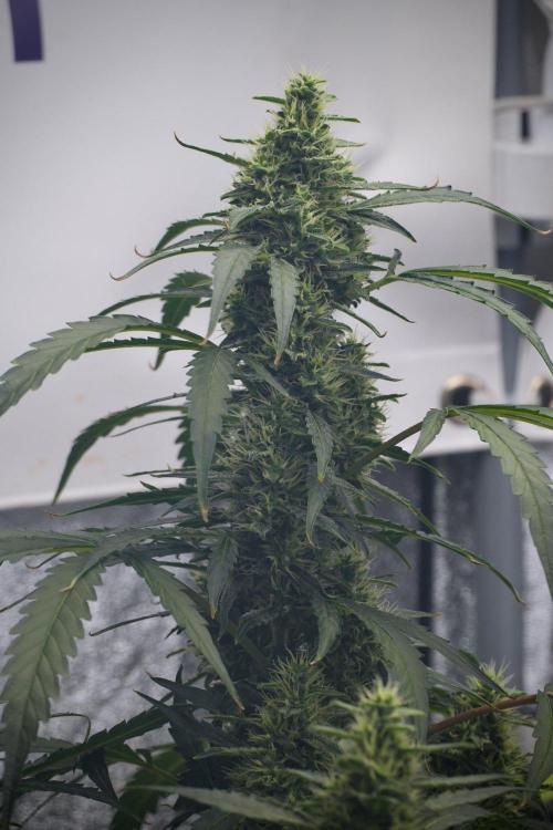 Black Diamond Auto By Zamnesia Pheno A. Week 8 - Black Diamont Auto  Pheno A