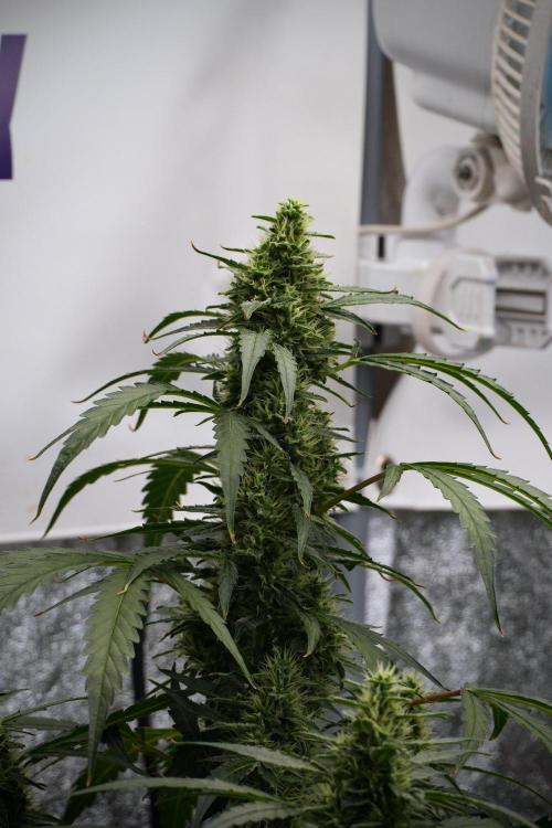 Black Diamond Auto By Zamnesia Pheno A. Week 8 - Black Diamont Auto  Pheno A