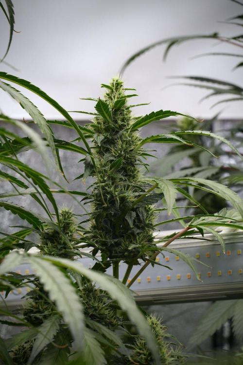 Black Diamond Auto By Zamnesia Pheno A. Week 8 - Black Diamont Auto  Pheno A