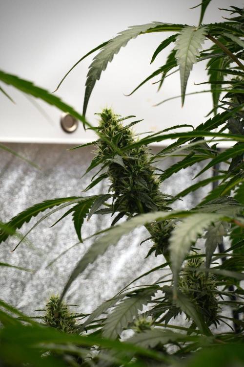Black Diamond Auto By Zamnesia Pheno A. Week 8 - Black Diamont Auto  Pheno A