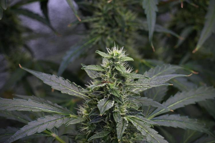Black Diamond Auto By Zamnesia Pheno A. Week 8 - Black Diamont Auto  Pheno A
