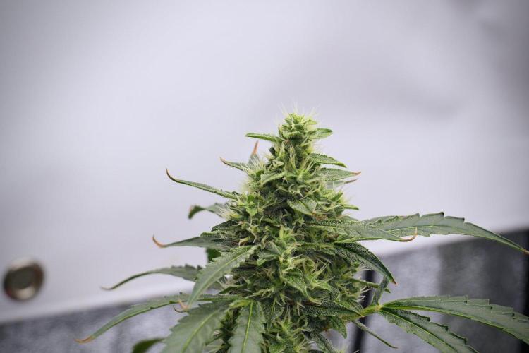 Black Diamond Auto By Zamnesia Pheno A. Week 8 - Black Diamont Auto  Pheno A