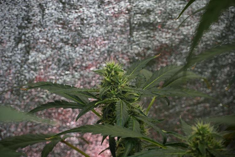 Black Diamond Auto By Zamnesia Pheno A. Week 8 - Black Diamont Auto  Pheno A