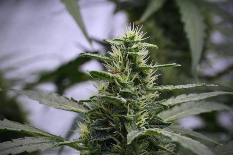 Black Diamond Auto By Zamnesia Pheno A. Week 8 - Black Diamont Auto  Pheno A