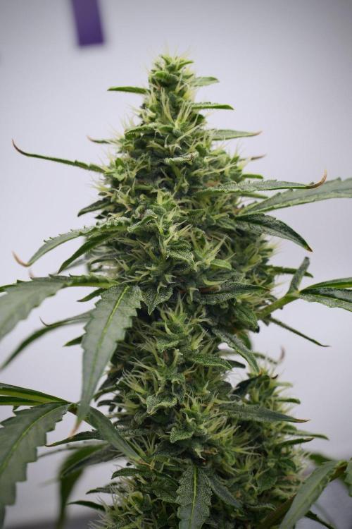 Black Diamond Auto By Zamnesia Pheno A. Week 8 - Black Diamont Auto  Pheno A