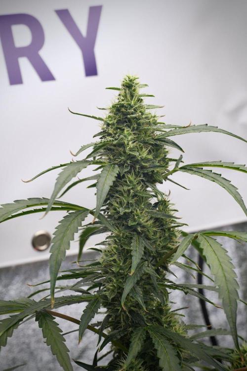 Black Diamond Auto By Zamnesia Pheno A. Week 8 - Black Diamont Auto  Pheno A