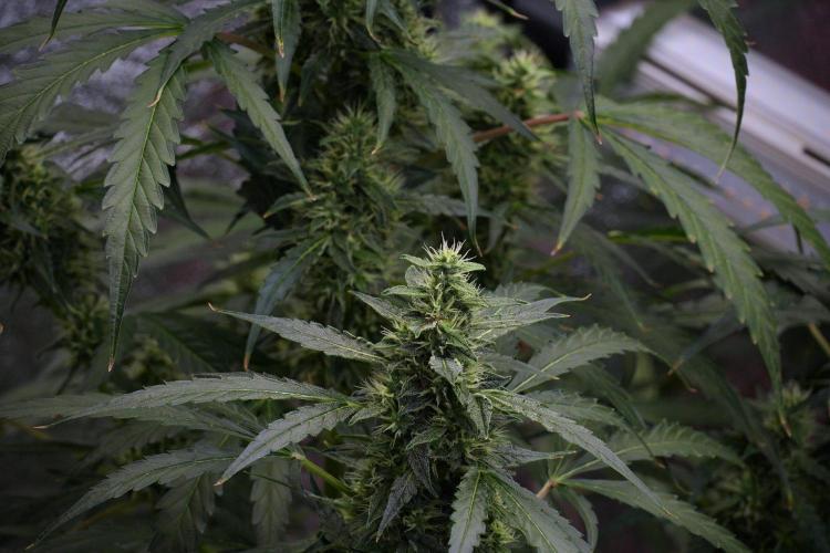 Black Diamond Auto By Zamnesia Pheno A. Week 8 - Black Diamont Auto  Pheno A