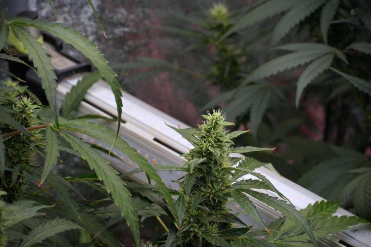 Black Diamond Auto By Zamnesia Pheno A. Week 8 - Black Diamont Auto  Pheno A