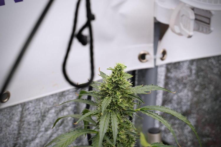 Black Diamond Auto By Zamnesia Pheno A. Week 8 - Black Diamont Auto  Pheno A