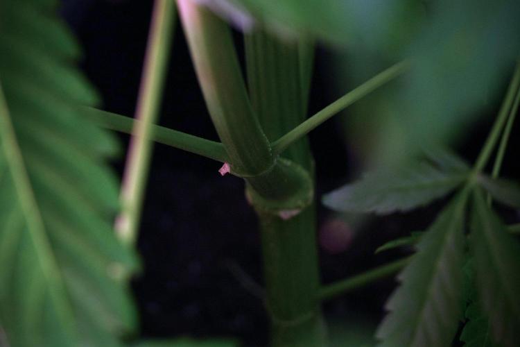Black Diamond Auto By Zamnesia Pheno A. Week 8 - Black Diamont Auto  Pheno A