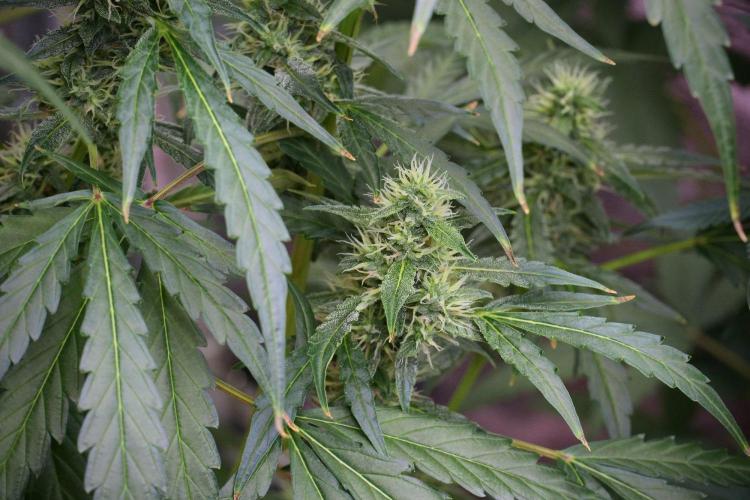 Black Diamond Auto By Zamnesia Pheno A. Week 8 - Black Diamont Auto  Pheno A