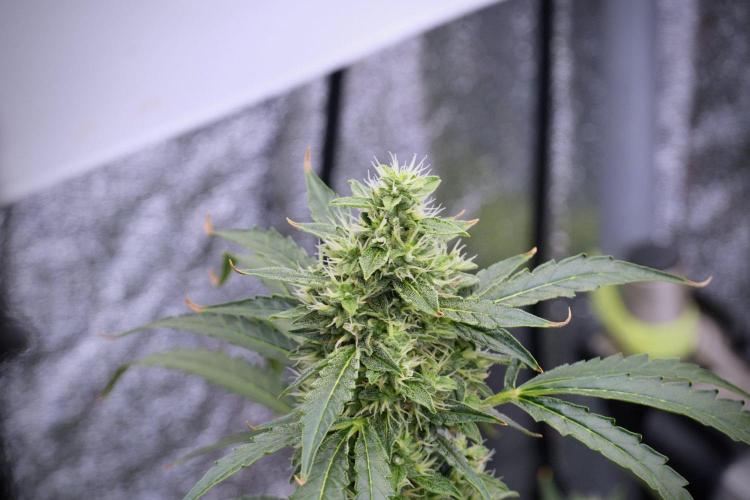 Black Diamond Auto By Zamnesia Pheno A. Week 8 - Black Diamont Auto  Pheno A