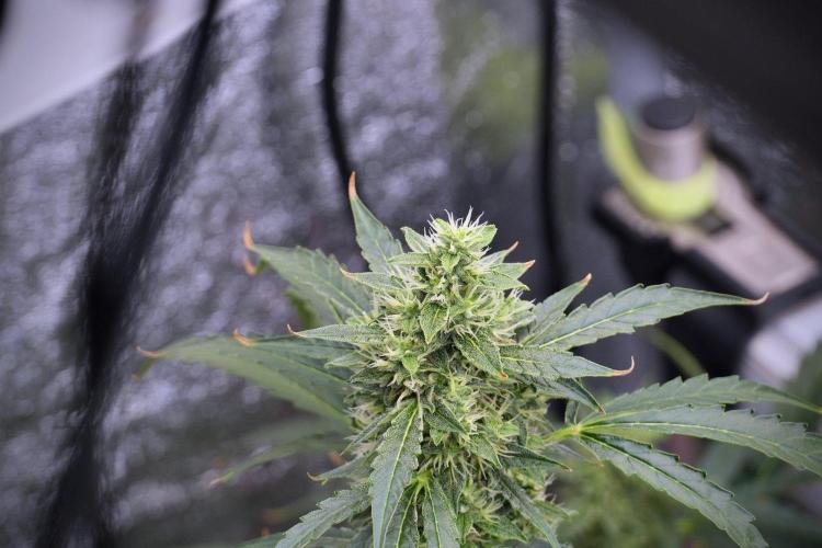 Black Diamond Auto By Zamnesia Pheno A. Week 8 - Black Diamont Auto  Pheno A