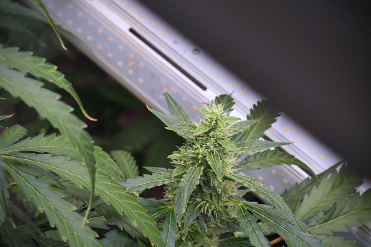 Black Diamond Auto By Zamnesia Pheno A. Week 8 - Black Diamont Auto  Pheno A