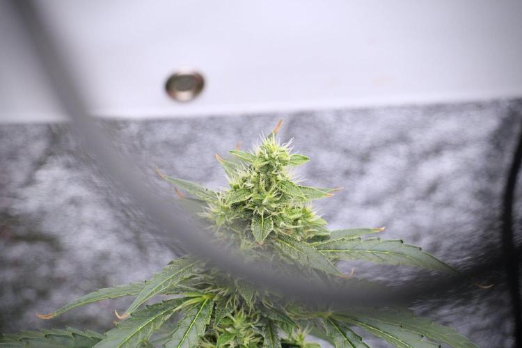Black Diamond Auto By Zamnesia Pheno A. Week 8 - Black Diamont Auto  Pheno A