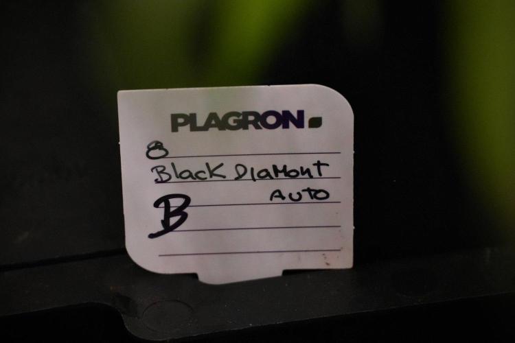 Pheno B Black Diamont Auto By Zamnesia. Week 8 - Pheno B Black Diamont Auto