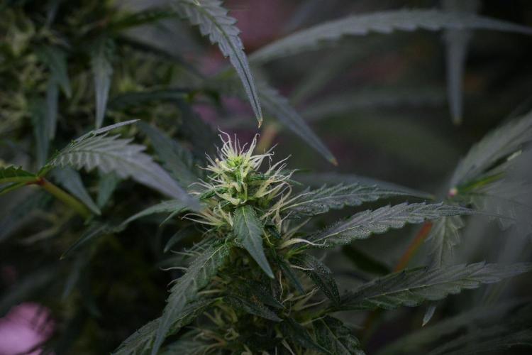 Pheno B Black Diamont Auto By Zamnesia. Week 8 - Pheno B Black Diamont Auto