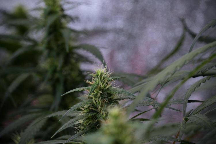 Pheno B Black Diamont Auto By Zamnesia. Week 8 - Pheno B Black Diamont Auto