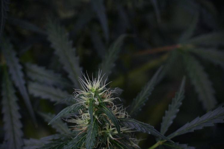 Pheno B Black Diamont Auto By Zamnesia. Week 8 - Pheno B Black Diamont Auto