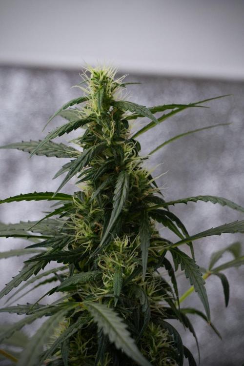 Pheno B Black Diamont Auto By Zamnesia. Week 8 - Pheno B Black Diamont Auto