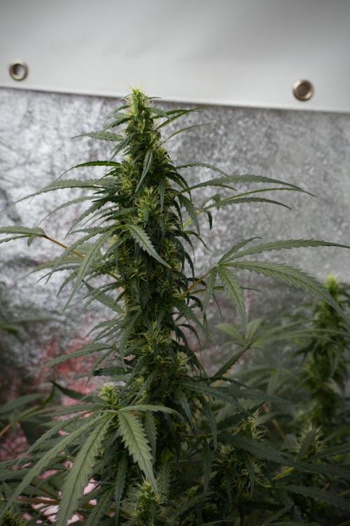 Pheno B Black Diamont Auto By Zamnesia. Week 8 - Pheno B Black Diamont Auto