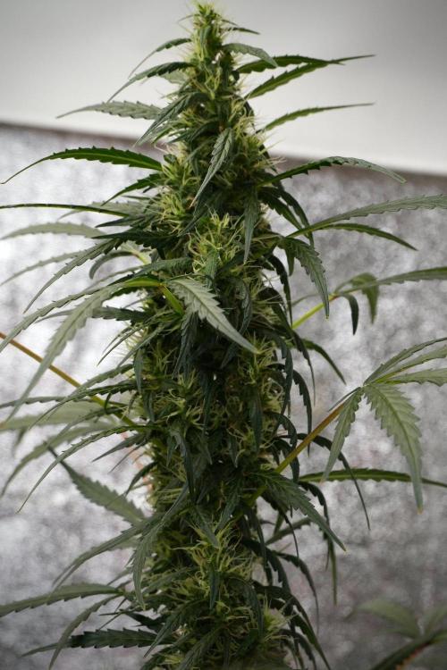 Pheno B Black Diamont Auto By Zamnesia. Week 8 - Pheno B Black Diamont Auto