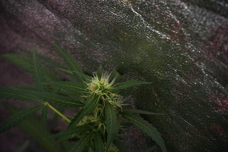 Pheno B Black Diamont Auto By Zamnesia. Week 8 - Pheno B Black Diamont Auto
