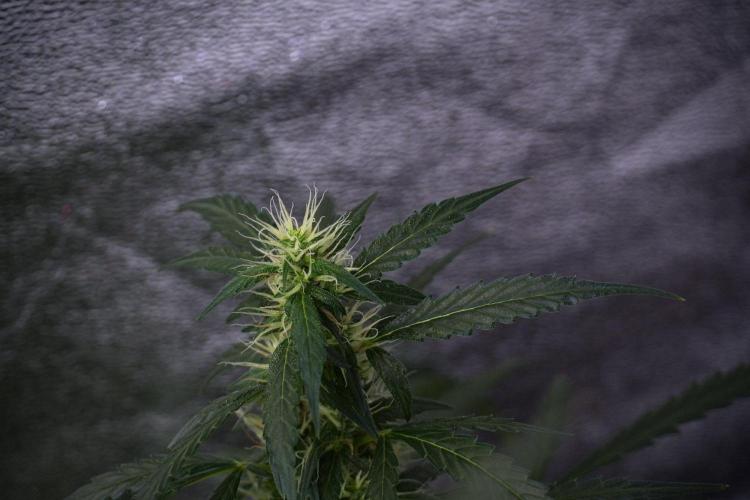 Pheno B Black Diamont Auto By Zamnesia. Week 8 - Pheno B Black Diamont Auto