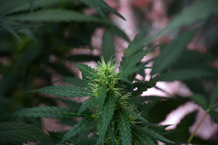 Pheno B Black Diamont Auto By Zamnesia. Week 8 - Pheno B Black Diamont Auto