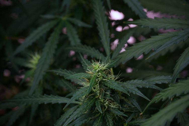 Pheno B Black Diamont Auto By Zamnesia. Week 8 - Pheno B Black Diamont Auto