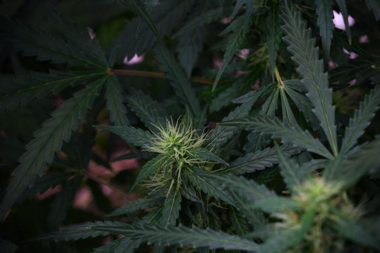 Pheno B Black Diamont Auto By Zamnesia. Week 8 - Pheno B Black Diamont Auto