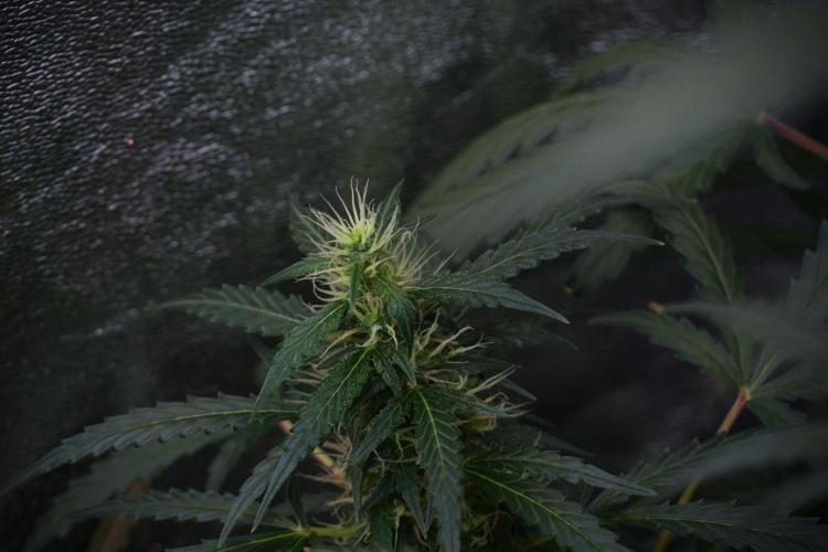 Pheno B Black Diamont Auto By Zamnesia. Week 8 - Pheno B Black Diamont Auto
