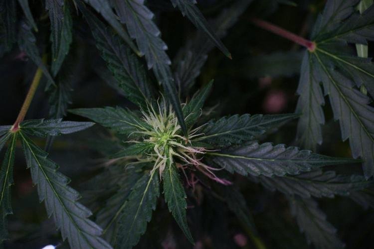 Pheno B Black Diamont Auto By Zamnesia. Week 8 - Pheno B Black Diamont Auto