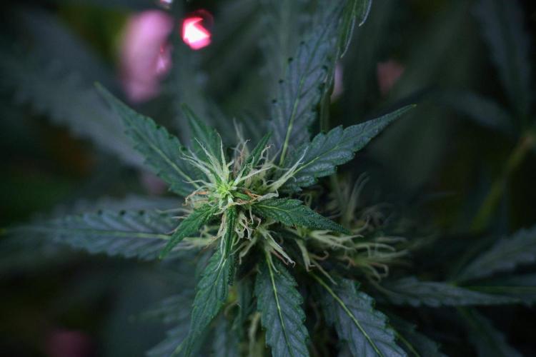 Pheno B Black Diamont Auto By Zamnesia. Week 8 - Pheno B Black Diamont Auto