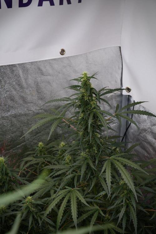 Pheno B Black Diamont Auto By Zamnesia. Week 8 - Pheno B Black Diamont Auto