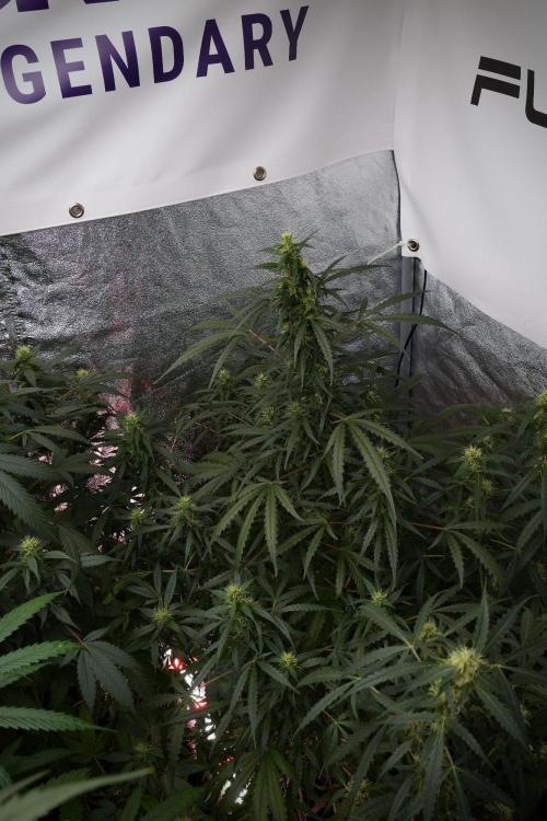 Pheno B Black Diamont Auto By Zamnesia. Week 8 - Pheno B Black Diamont Auto