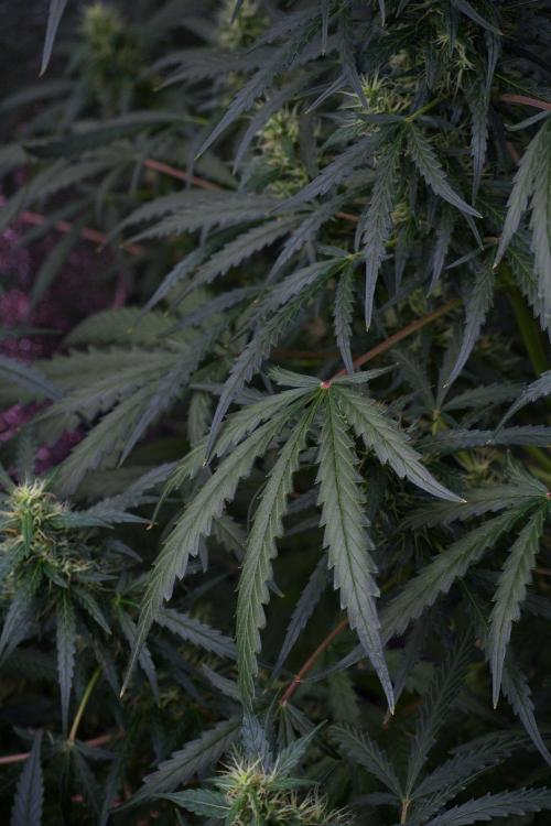Pheno B Black Diamont Auto By Zamnesia. Week 8 - Pheno B Black Diamont Auto