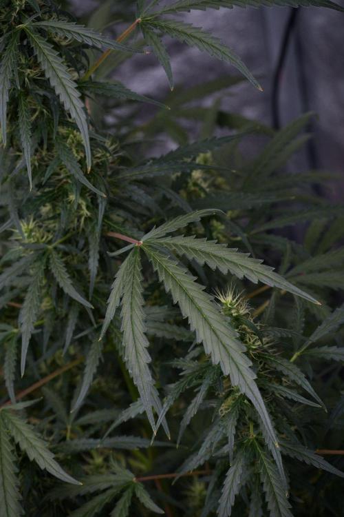Pheno B Black Diamont Auto By Zamnesia. Week 8 - Pheno B Black Diamont Auto